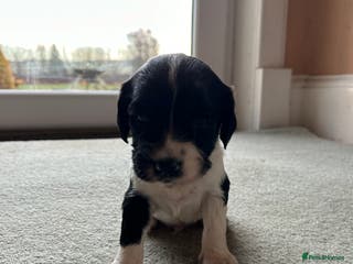 English Springer Spaniel dogs Lovely ESS Litter Due - Advert 3