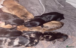 Mixed Breed dogs for sale: Dachshund cross Patterdale - Image 29