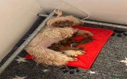 Shih Tzu dogs for sale: Exceptional TRUE IMPERIAL Shihtzu Puppies   - Image 9