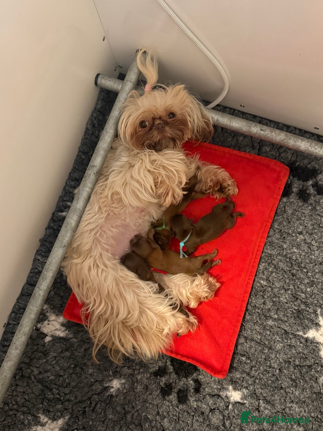 Shih Tzu dogs for sale: Exceptional TRUE IMPERIAL Shihtzu Puppies   - Image 9