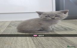 British Shorthair cats for sale: British blue shorthair - Image 2