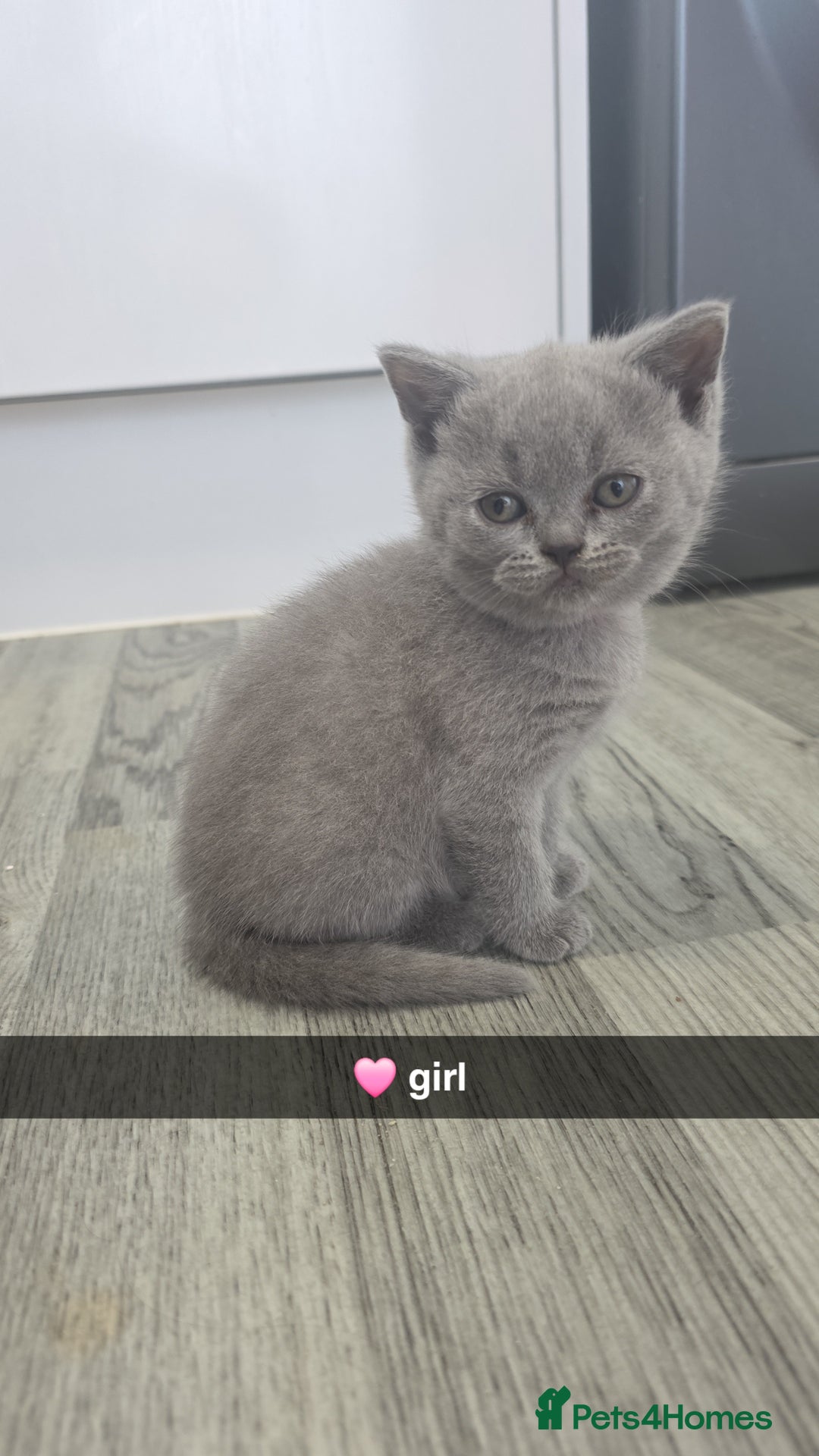 British Shorthair cats for sale: British blue shorthair - Image 2