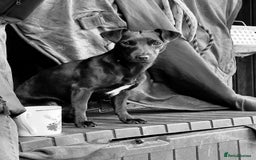 Patterjack dogs for sale: Patterjack and Much wenlock puppies - Image 5
