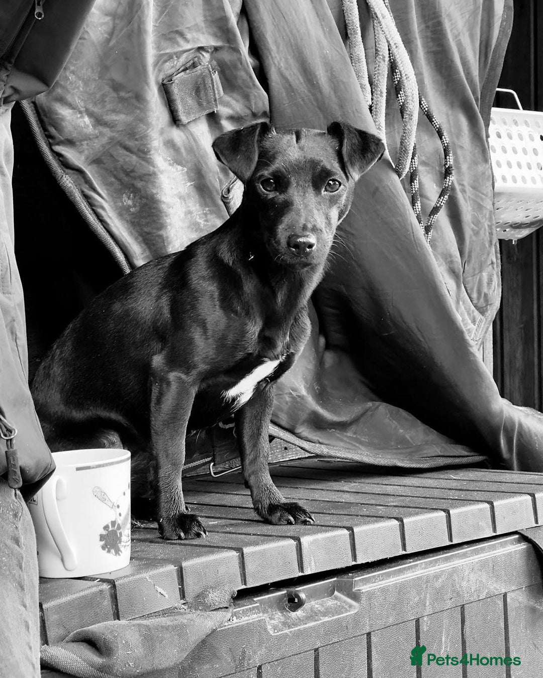 Patterjack dogs for sale: Patterjack and Much wenlock puppies - Image 5