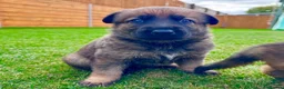 German Shepherd dogs for sale: KC Registered German Shepard Puppies 🐾🐾🐾 - Advert 11