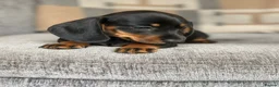 Miniature Dachshund dogs for sale: lovely Miniature Smooth Dachshund puppies  in Livingston - Advert 4