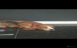 Basset Hound dogs for sale: Red tri Baseet hound  - Image 2