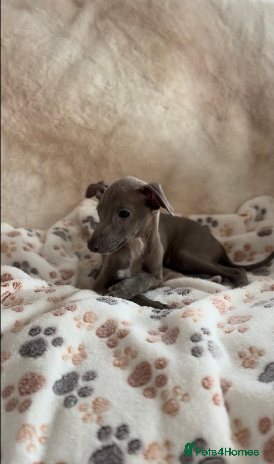 Italian Greyhound dogs for sale: 2 beautiful cream and blue boys - Advert 5
