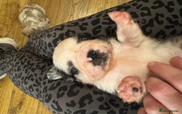 French Bulldog dogs for sale: French bulldog pups - Image 7