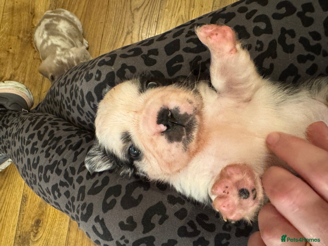 French Bulldog dogs for sale: French bulldog pups - Image 7