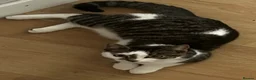 Domestic Shorthair cats for sale: Kittens - Advert 1