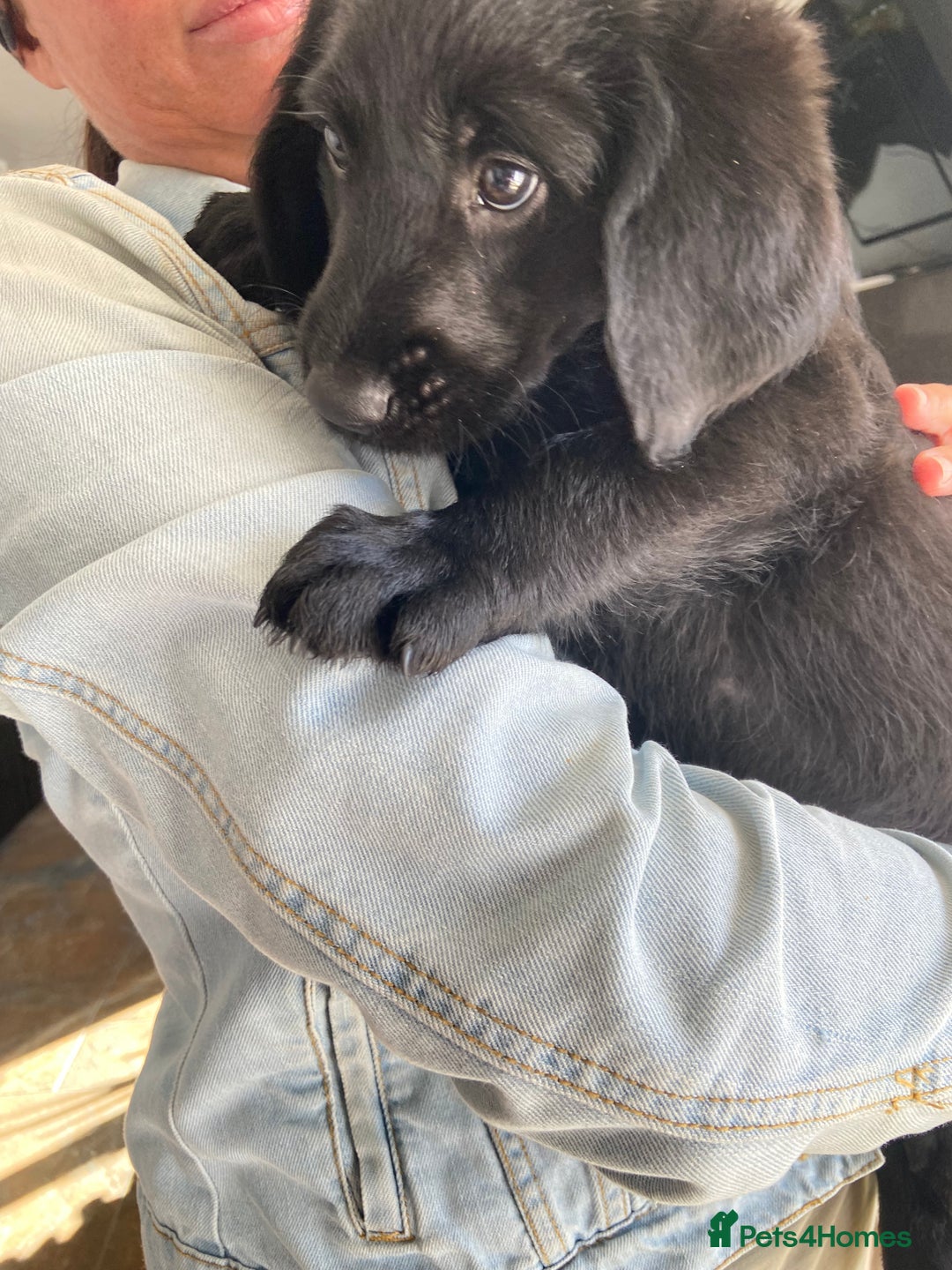 Labradoodle dogs for sale: F1 labradoodles  - Image 26