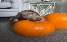 Miniature Dachshund dogs for sale: Beautiful 10 week old dapple pups available  - Image 2