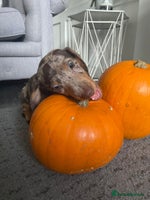 Miniature Dachshund dogs - Advert 2