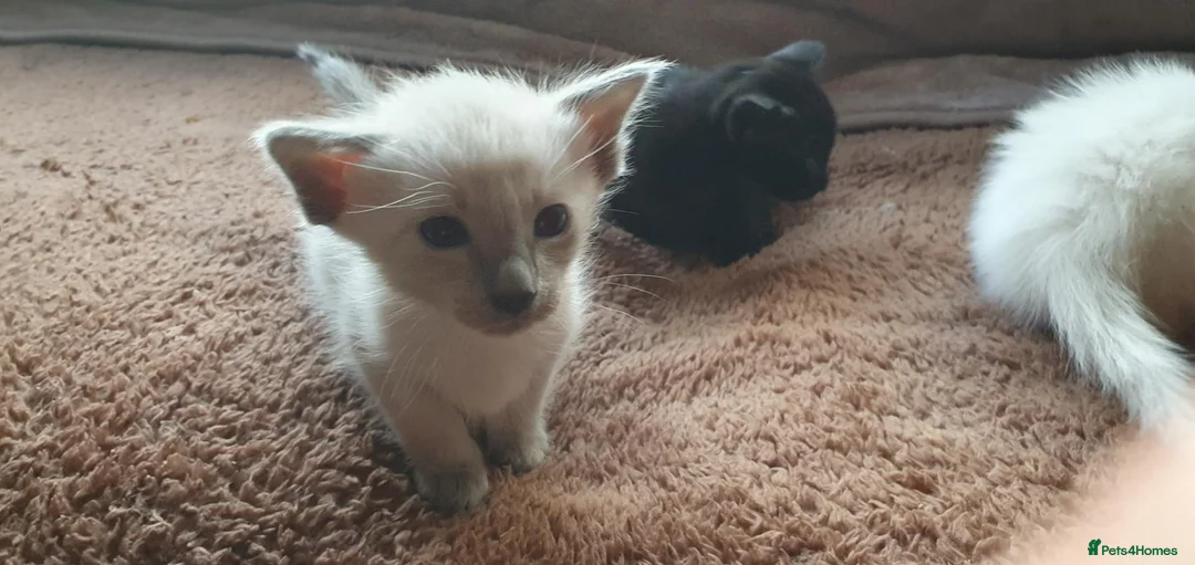 Siamese cats for sale: Siamese and oriental kittens  - Advert 2