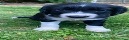 Border Collie dogs for sale: Boarder collie  - Advert 6