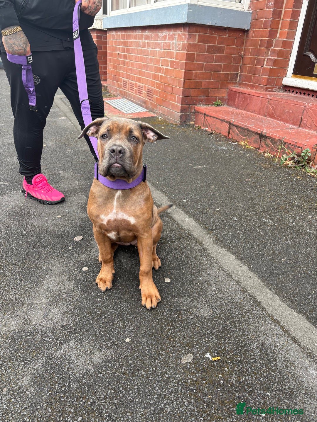 Cane Corso dogs for sale: Female cane corso  - Image 6