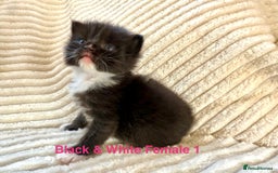 Maine Coon cats for sale: Beautiful, full Maine Coon Kittens. - Image 4