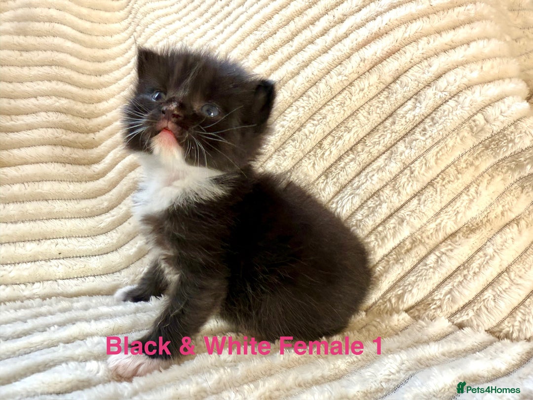 Maine Coon cats for sale: Beautiful, full Maine Coon Kittens. - Image 4