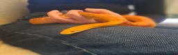 Corn Snake reptiles for sale: Corn snake with vivvarium in Ivybridge - Advert 23