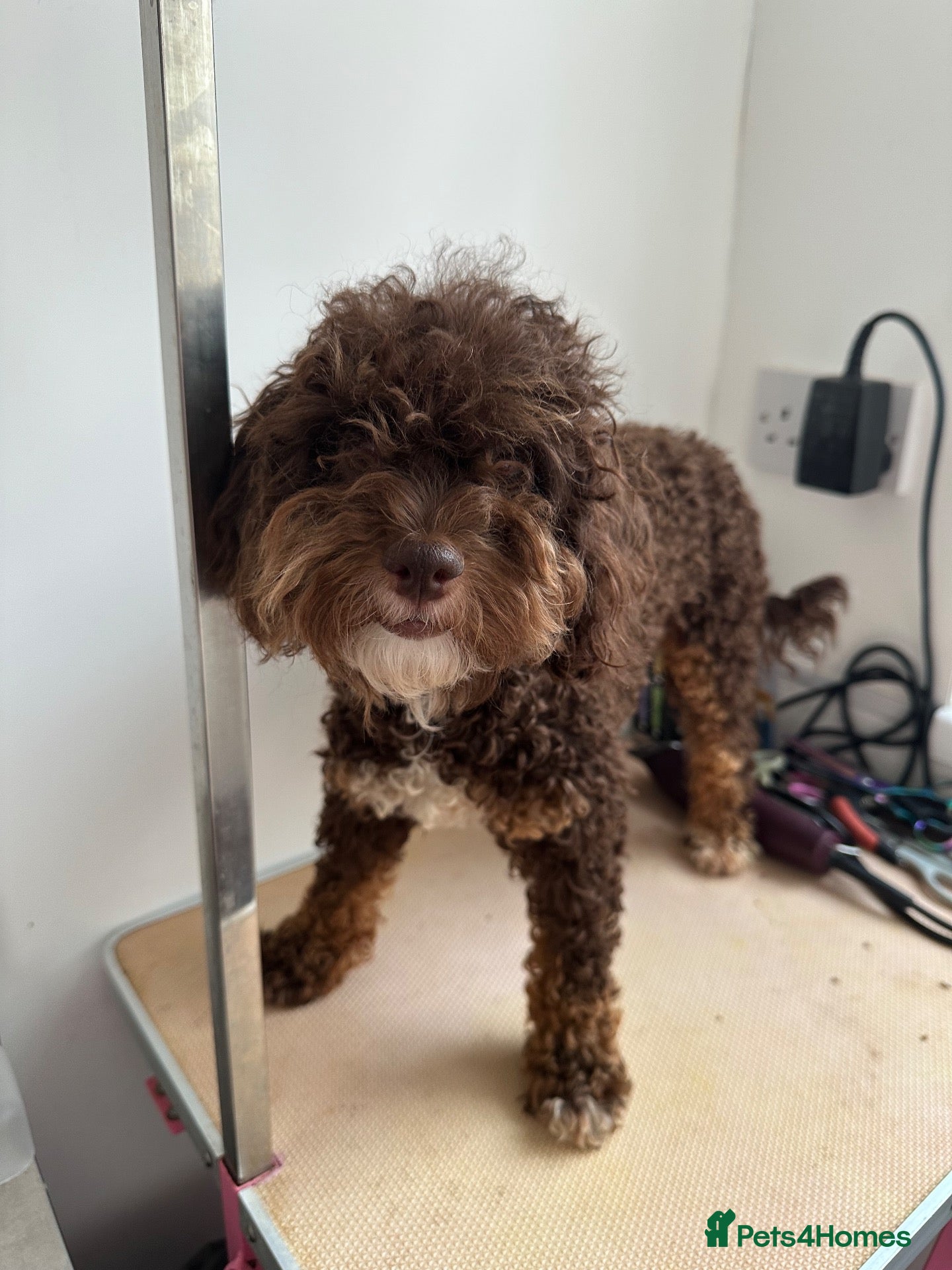 Toy Poodle dogs Toy poodle girl - Advert 5