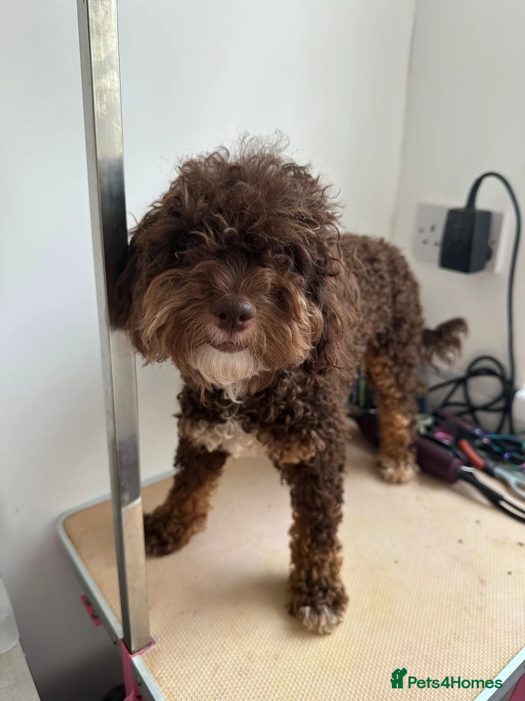 Toy Poodle dogs for sale: Toy poodle girl - Advert 1