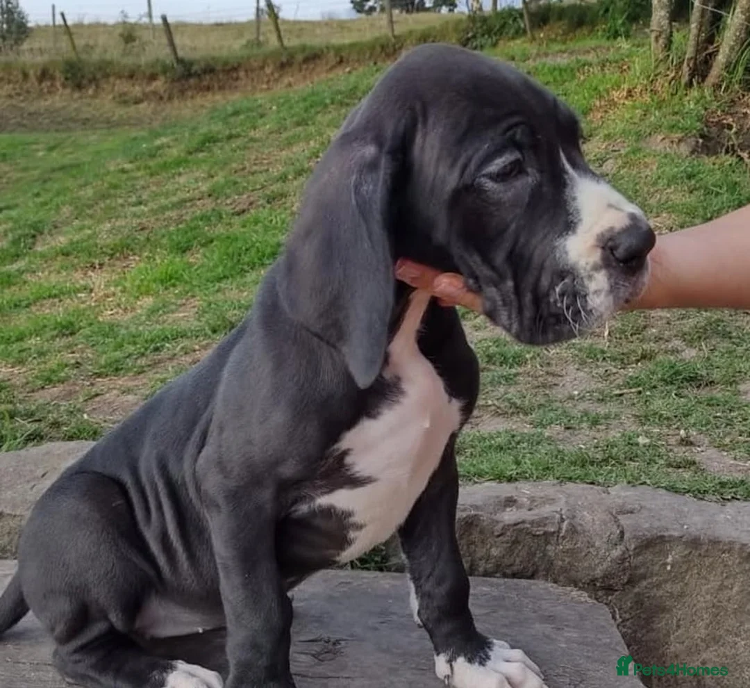 Great Dane dogs for sale: 🐶Gentle Giants, Home Raised & Ready Dane Pups🎁 in Leominster - Advert 2