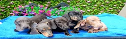 Dachshund dogs for sale: FULLY VAX READY NOW QUAILTY MINI KC Reg PRA CLEAR  - Advert 2