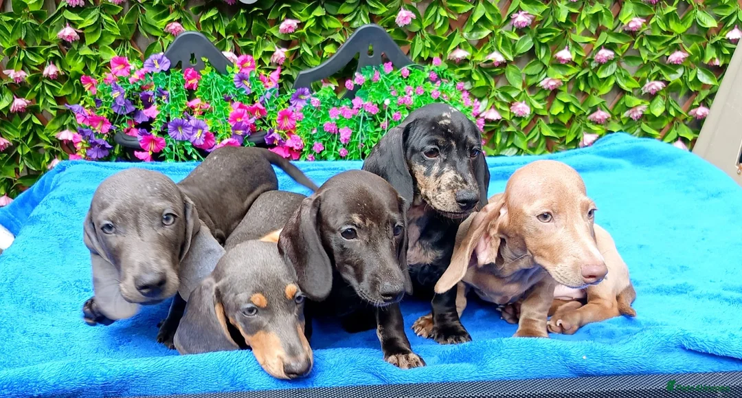 Dachshund dogs for sale: FULLY VAX READY NOW QUAILTY MINI KC Reg PRA CLEAR  - Advert 2