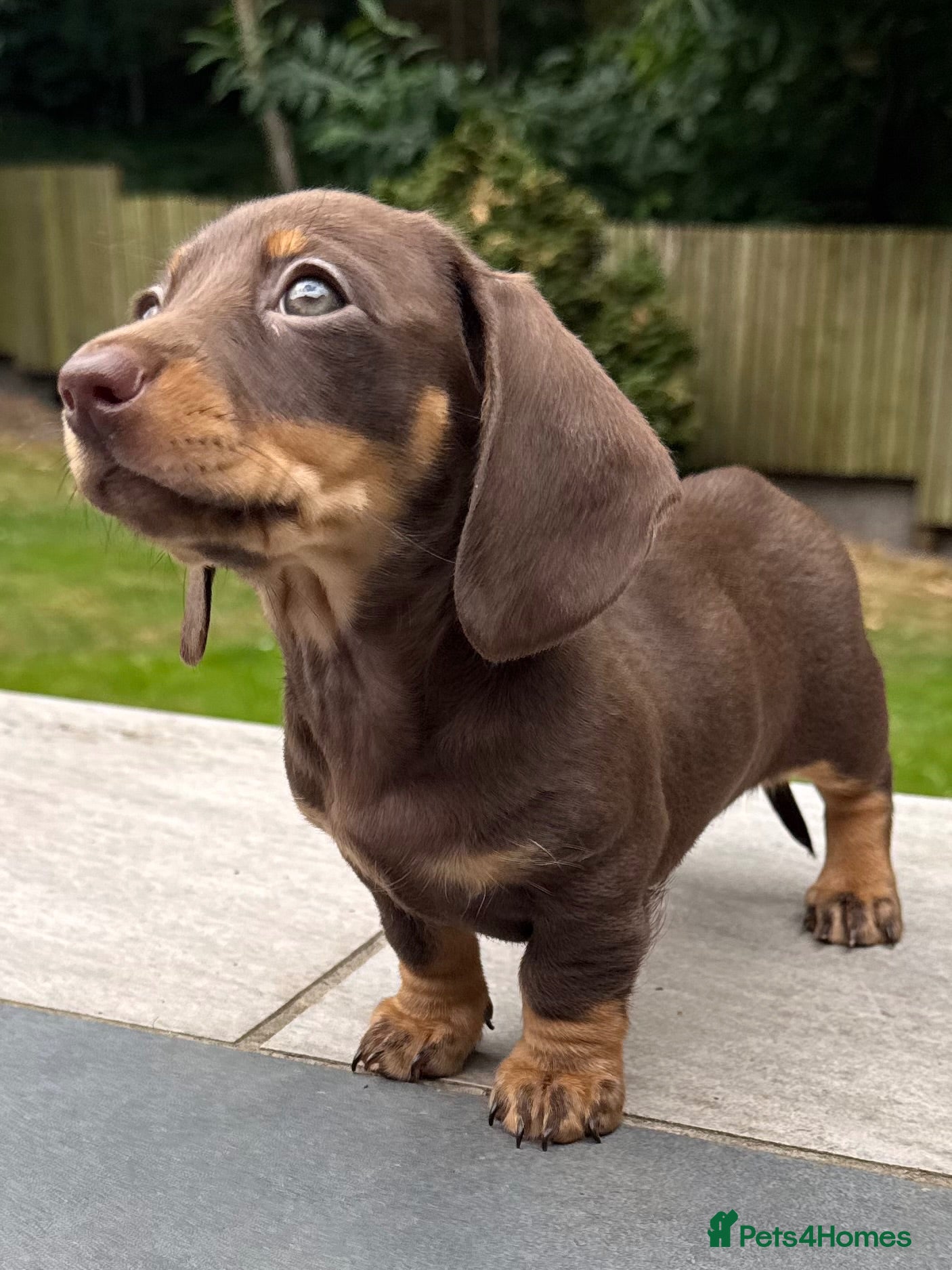 Miniature Dachshund dogs Ready now. KC. PRA Clear. Mini Dachshunds.Stunning - Advert 4