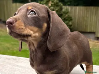 Miniature Dachshund dogs Ready now. KC. PRA Clear. Mini Dachshunds.Stunning - Advert 4