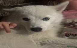 Pomsky dogs for sale: Pomskys - Image 2
