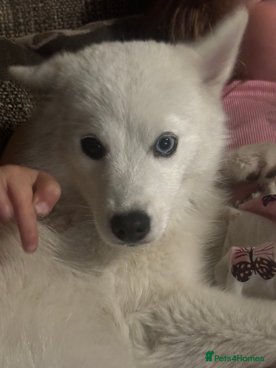 Pomsky dogs for sale: Pomskys - Image 2