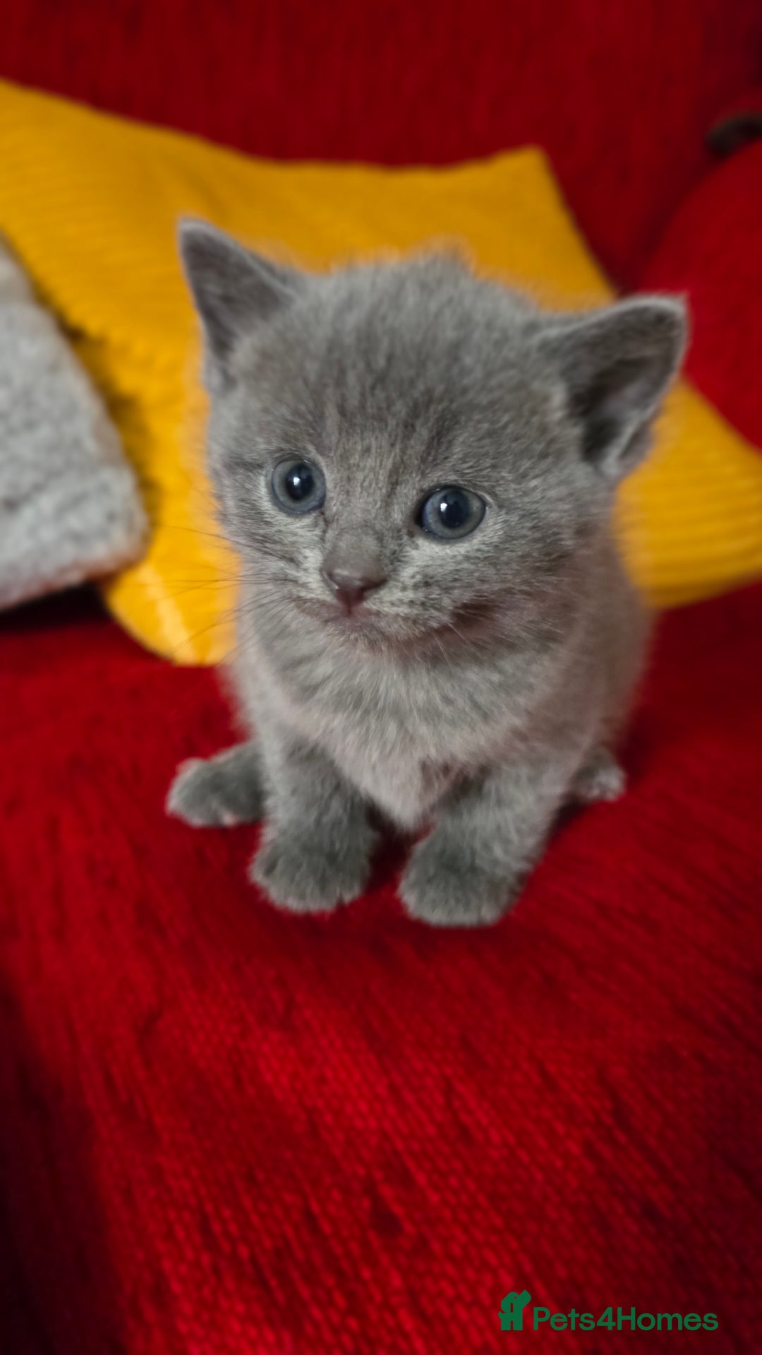 British Shorthair cats for sale: Adorable British Shorthair Kittens  - Image 2
