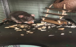 Rat rodents for sale: Two Male Rats - Image 2