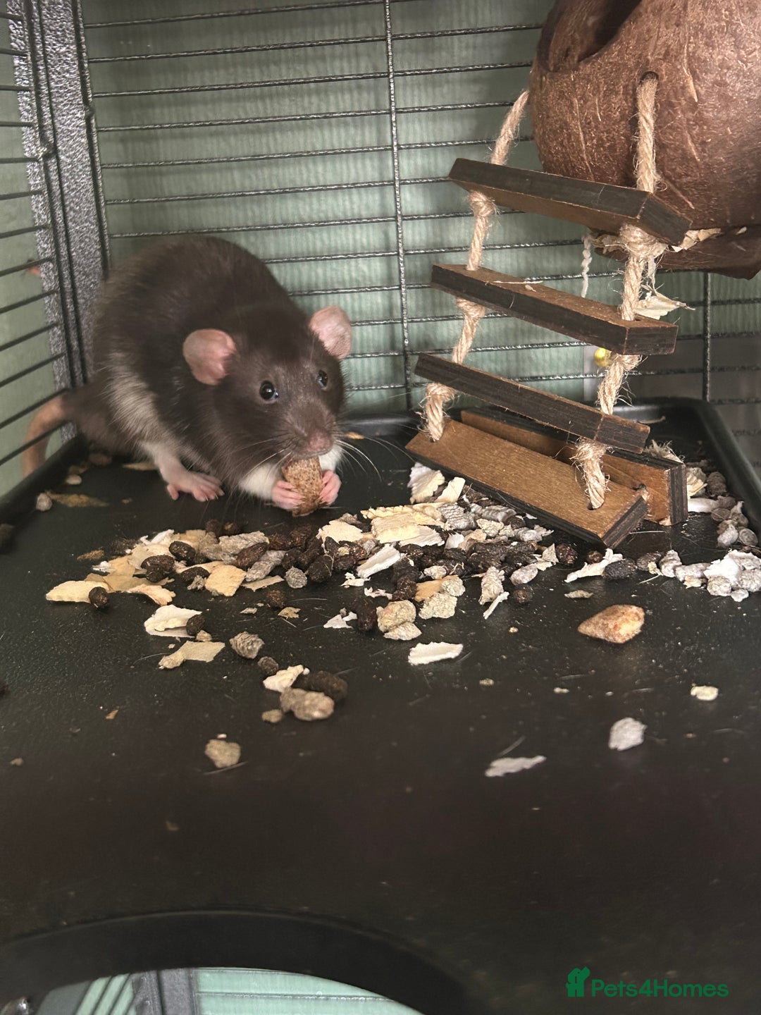 Rat rodents for sale: Two Male Rats - Image 2