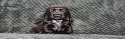 Cocker Spaniel dogs for sale:  Ready Now Kc Reg Show Type Cocker Spaniel - Advert 5