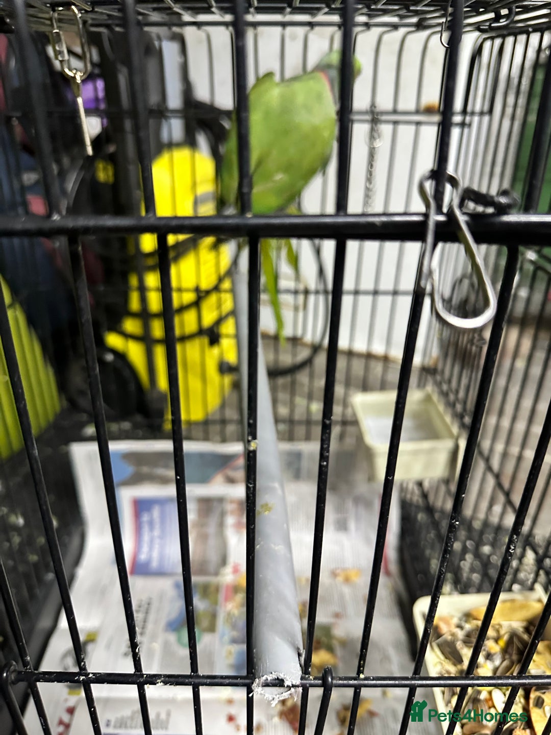 Parrots birds for sale: Parakeet parrot for sale - Image 5