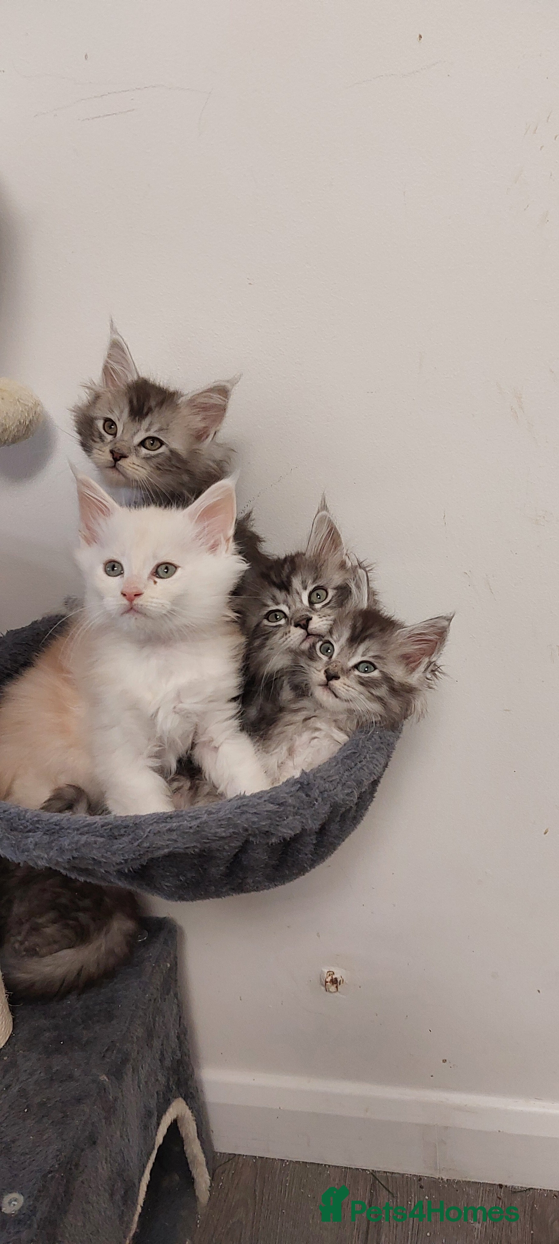 Maine Coon cats 🐈🐈🐈7 Amazing Maine coons🐈🐈🐈 - Advert 1