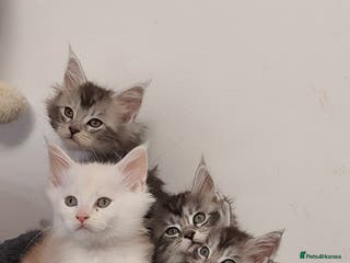 Maine Coon cats 🐈🐈🐈7 Amazing Maine coons🐈🐈🐈 - Advert 1