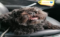 Shih Tzu dogs for adoption: 💙🐶 LAURIE - a gentle 6-7 yo Shih Tzu boy🐶💙 - Image 1