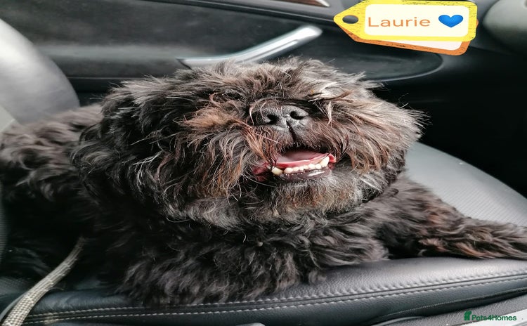 Shih Tzu dogs - Advert 1