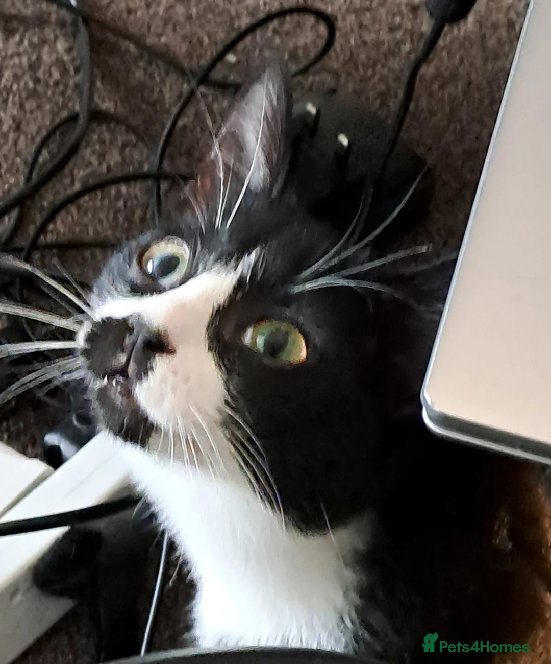 Mixed Breed cats for sale: Sweetest kitten with green eyes needs a home. - Advert 1