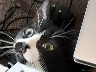 Mixed Breed cats Sweetest kitten with green eyes needs a home. - Advert 1