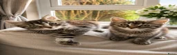 Mixed Breed cats for sale: 9 Week Old Fluffy Ragdoll Mix Kittens - Advert 3