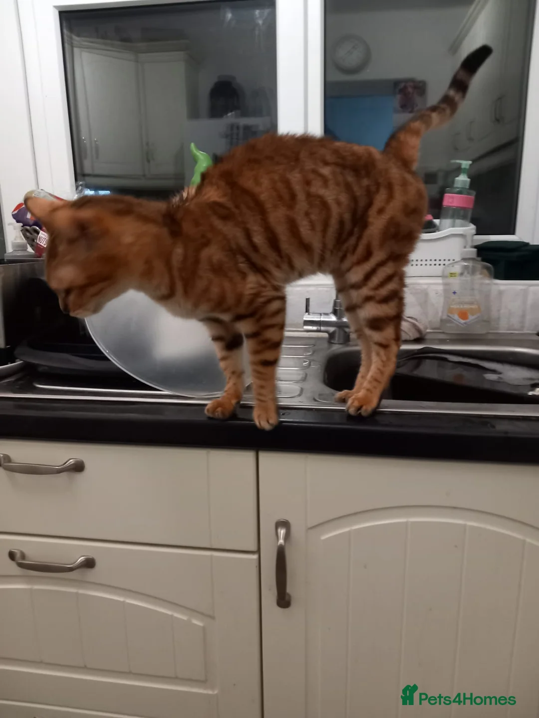 Bengal cats for sale: Bengal girl - Advert 1