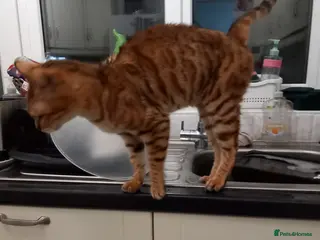 Bengal cats Bengal girl - Advert 3