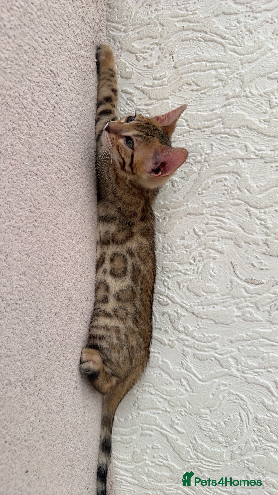 Bengal cats for sale: Pure Bred Bengals 1 BOY & 1 GIRL AVAILABLE!💓 - Advert 14