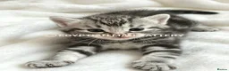 Egyptian Mau cats for sale: TICA reg SNOW LEOPARD EGYPTIAN MAU X BENGAL  - Advert 27