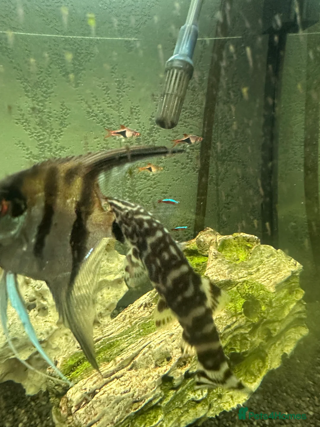 Angelfish fish for sale: 250L Tank with Community of Fish - Advert 4